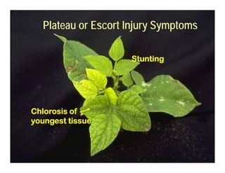 Plateau or Escort Injury Symptoms
Stunting
Chlorosis of
t ti
youngest tissue
 