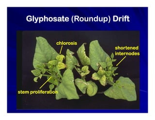Glyphosate (Roundup) Drift
yp ( p)
chlorosis
shortened
i t d
internodes
stem proliferation
 