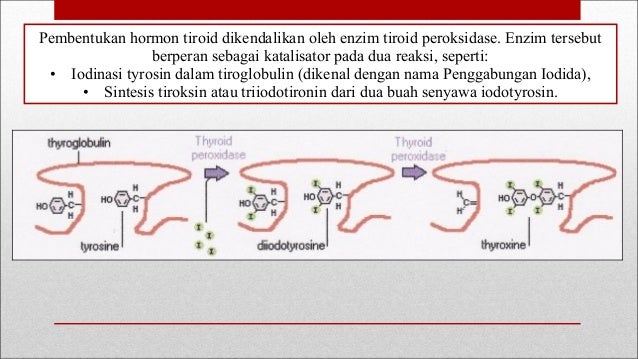 Mineral yang terdapat dalam tubuh