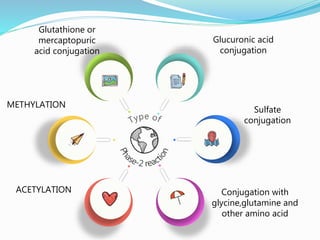 Glucuronic acid
conjugation
Sulfate
conjugation
Conjugation with
glycine,glutamine and
other amino acid
ACETYLATION
METHYLATION
Glutathione or
mercaptopuric
acid conjugation
 