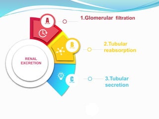 1.Glomerular filtration
AOPTION
2.Tubular
reabsorption
BOPTION
3.Tubular
secretion
COPTION
RENAL
EXCRETION
 