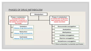 PHASES OF DRUG METABOLISM
 