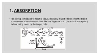 1. ABSORPTION
◦ For a drug compound to reach a tissue, it usually must be taken into the blood
stream often via mucous surfaces like the digestive tract ( intestinal absorption),
before being taken by the target cells.
 