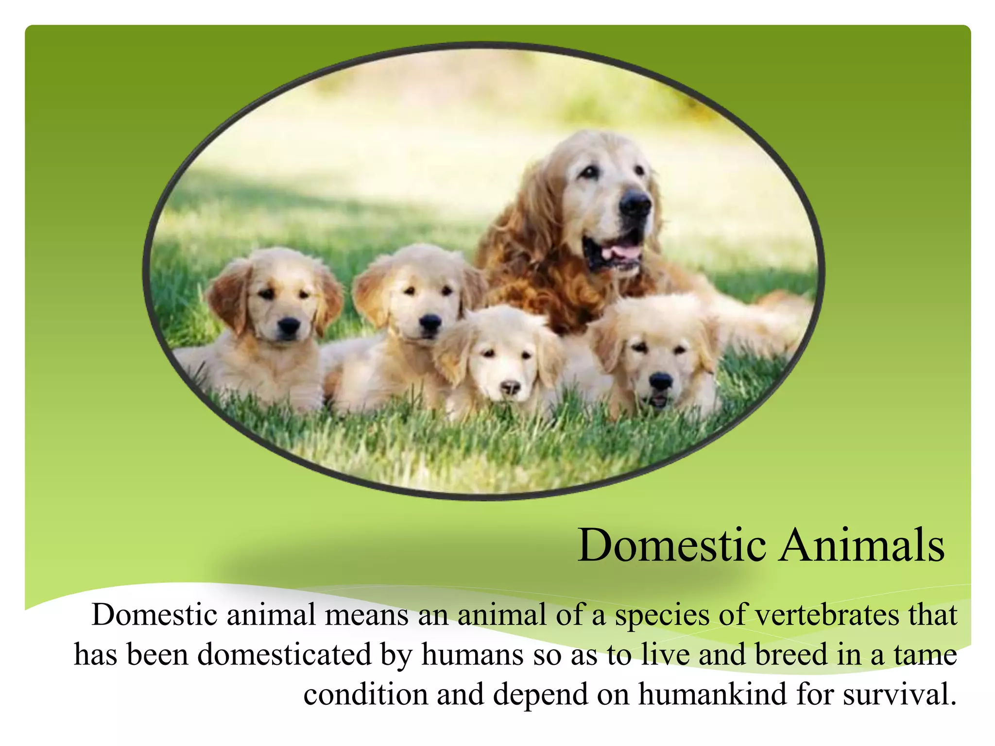 Domestic Animals
Domestic animal means an animal of a species of vertebrates that
has been domesticated by humans so as to live and breed in a tame
condition and depend on humankind for survival.