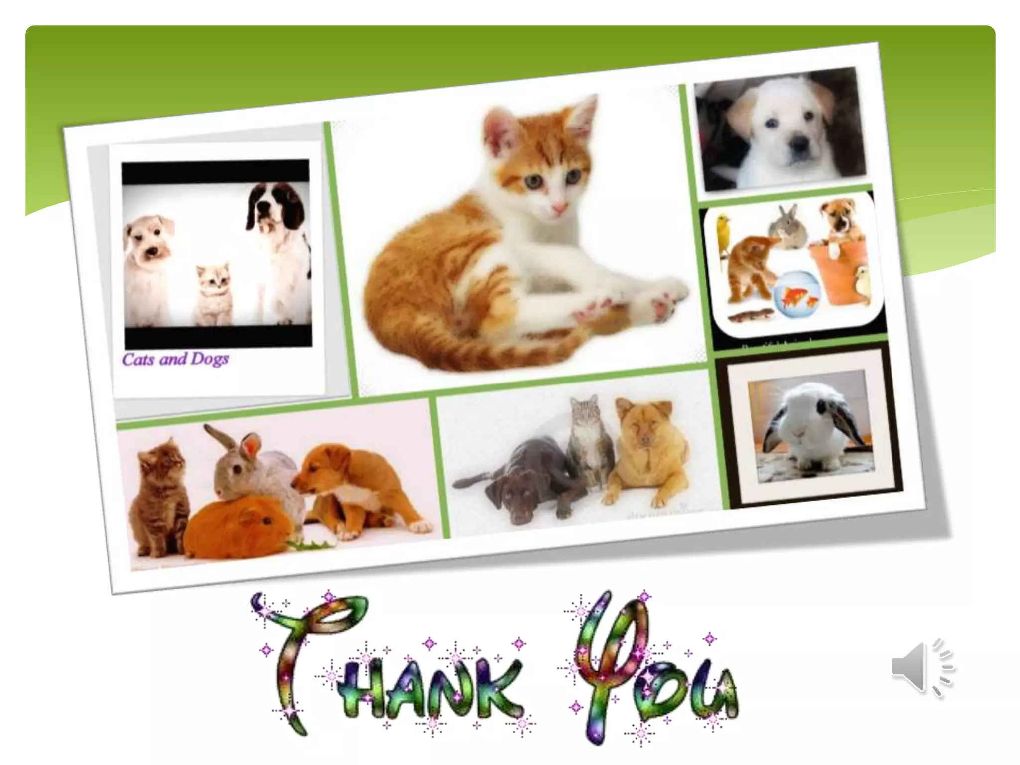 Domestic animals presentation