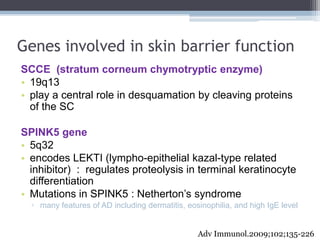Genes involved in skin barrier function
SCCE (stratum corneum chymotryptic enzyme)
• 19q13
• play a central role in desqua...