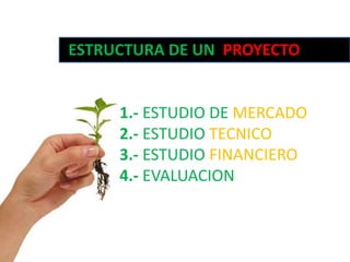 ESTRUCTURA DE UN  PROYECTO              1.- ESTUDIO DE MERCADO              2.- ESTUDIO TECNICO              3.- ESTUDIO FINANCIERO              4.- EVALUACION 