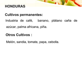 HONDURAS
Cultivos permanentes:
Industria de café, banano, plátano caña de
azúcar, palma africana, piña.
Otros Cultivos :
Melón, sandia, tomate, papa, cebolla.
 