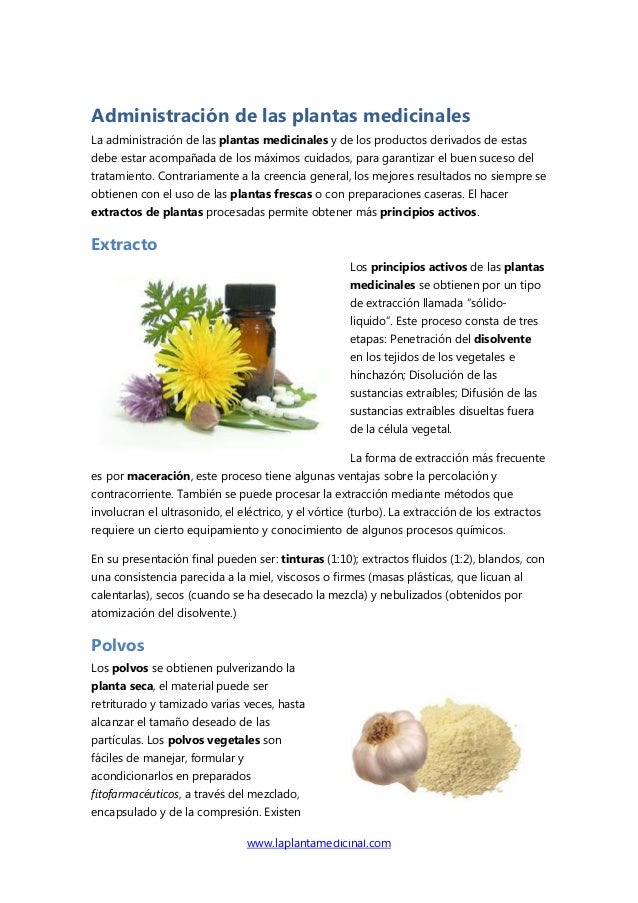 Administracion Plantas Medicinales La Planta Medicinal