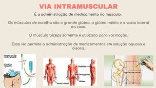 VIA INTRAMUSCULAR
É a administração de medicamento no músculo.
Os músculos de escolha são o grande glúteo, o glúteo médio e o vasto lateral
da coxa.
O músculo bíceps somente é utilizado para vacinação.
Essa via permite a administração de medicamentos em solução aquosa e
oleosa.
 