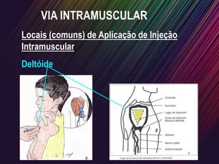 Locais (comuns) de Aplicação de Injeção
Intramuscular:
Deltóide
VIA INTRAMUSCULAR
 