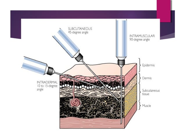 Veterinary Injection Routes Administration of medicines in animals | PPT | Skin and Dermatology ...