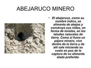 ABEJARUCO MINERO
• El abejaruco, como su
nombre indica, se
alimenta de abejas y
construye sus nidos, en
forma de túneles, en los
taludes naturales de
tierra. Como si fuera un
pájaro minero, vive
dentro de la tierra y de
allí sale iniciando su
vuelo en pos de la
captura de su alimento
alado preferido.
 