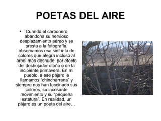 POETAS DEL AIRE
• Cuando el carbonero
abandona su nervioso
desplazamiento aéreo y se
presta a la fotografía,
observamos esa sinfonía de
colores que alegra incluso al
árbol más desnudo, por efecto
del deshojador otoño o de la
incipiente primavera. En mi
pueblo, a ese pájaro le
llamamos “chincharrana” y
siempre nos han fascinado sus
colores, su incesante
movimiento y su “pequeña
estatura”. En realidad, un
pájaro es un poeta del aire…
 