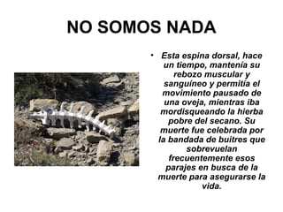 NO SOMOS NADA
• Esta espina dorsal, hace
un tiempo, mantenía su
rebozo muscular y
sanguíneo y permitía el
movimiento pausado de
una oveja, mientras iba
mordisqueando la hierba
pobre del secano. Su
muerte fue celebrada por
la bandada de buitres que
sobrevuelan
frecuentemente esos
parajes en busca de la
muerte para asegurarse la
vida.
 