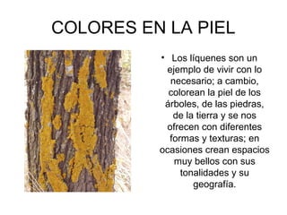 COLORES EN LA PIEL
• Los líquenes son un
ejemplo de vivir con lo
necesario; a cambio,
colorean la piel de los
árboles, de las piedras,
de la tierra y se nos
ofrecen con diferentes
formas y texturas; en
ocasiones crean espacios
muy bellos con sus
tonalidades y su
geografía.
 