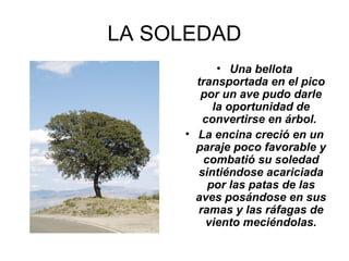 LA SOLEDAD
• Una bellota
transportada en el pico
por un ave pudo darle
la oportunidad de
convertirse en árbol.
• La encina creció en un
paraje poco favorable y
combatió su soledad
sintiéndose acariciada
por las patas de las
aves posándose en sus
ramas y las ráfagas de
viento meciéndolas.
 