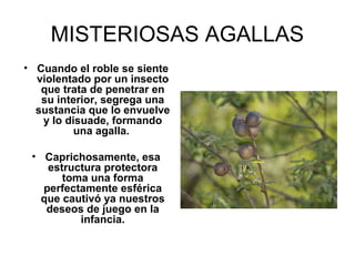 MISTERIOSAS AGALLAS
• Cuando el roble se siente
violentado por un insecto
que trata de penetrar en
su interior, segrega una
sustancia que lo envuelve
y lo disuade, formando
una agalla.
• Caprichosamente, esa
estructura protectora
toma una forma
perfectamente esférica
que cautivó ya nuestros
deseos de juego en la
infancia.
 