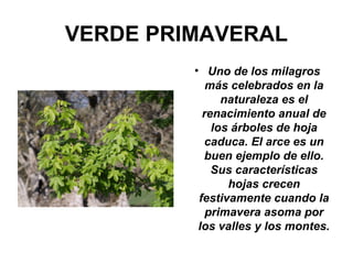 VERDE PRIMAVERAL
• Uno de los milagros
más celebrados en la
naturaleza es el
renacimiento anual de
los árboles de hoja
caduca. El arce es un
buen ejemplo de ello.
Sus características
hojas crecen
festivamente cuando la
primavera asoma por
los valles y los montes.
 