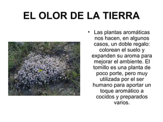 EL OLOR DE LA TIERRA
• Las plantas aromáticas
nos hacen, en algunos
casos, un doble regalo:
colorean el suelo y
expanden su aroma para
mejorar el ambiente. El
tomillo es una planta de
poco porte, pero muy
utilizada por el ser
humano para aportar un
toque aromático a
cocidos y preparados
varios.
 