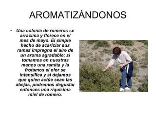 AROMATIZÁNDONOS
• Una colonia de romeros se
arracima y florece en el
mes de mayo. El simple
hecho de acariciar sus
ramas impregna el aire de
un aroma agradable; si
tomamos en nuestras
manos una ramita y la
frotamos el olor se
intensifica y si dejamos
que quien actúe sean las
abejas, podremos degustar
entonces una riquísima
miel de romero.
 