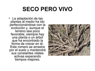 SECO PERO VIVO
• La adaptación de las
plantas al medio ha ido
perfeccionándose con la
evolución y, aunque el
terreno sea poco
favorable, siempre hay
una planta o un árbol
que ha encontrado la
forma de crecer en él.
Este romero se arrastra
por el suelo y mantendrá
sus constantes vitales
activas esperando
tiempos mejores.
 