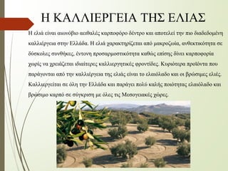 Η ελιά είναι αιωνόβιο αειθαλές καρποφόρο δέντρο και αποτελεί την πιο διαδεδομένη
καλλιέργεια στην Ελλάδα. Η ελιά χαρακτηρίζεται από μακροζωία, ανθεκτικότητα σε
δύσκολες συνθήκες, έντονη προσαρμοστικότητα καθώς επίσης δίνει καρποφορία
χωρίς να χρειάζεται ιδιαίτερες καλλιεργητικές φροντίδες. Κυριότερα προϊόντα που
παράγονται από την καλλιέργεια της ελιάς είναι το ελαιόλαδο και οι βρώσιμες ελιές.
Καλλιεργείται σε όλη την Ελλάδα και παράγει πολύ καλής ποιότητας ελαιόλαδο και
βρώσιμο καρπό σε σύγκριση με όλες τις Μεσογειακές χώρες.
Η ΚΑΛΛΙΕΡΓΕΙΑ ΤΗΣ ΕΛΙΑΣ
 