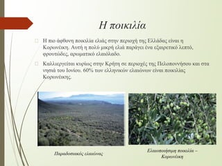 Η ποικιλία
� Η πιο άφθονη ποικιλία ελιάς στην περιοχή της Ελλάδας είναι η
Κορωνέικη. Αυτή η πολύ μικρή ελιά παράγει ένα εξαιρετικό λεπτό,
φρουτώδες, αρωματικό ελαιόλαδο.
� Καλλιεργείται κυρίως στην Κρήτη σε περιοχές της Πελοποννήσου και στα
νησιά του Ιονίου. 60% των ελληνικών ελαιώνων είναι ποικιλίας
Κορωνέικης.
Παραδοσιακός ελαιώνας
Ελαιοποιήσιμη ποικιλία –
Κορωνέικη
 