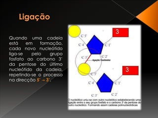 LigaçãoQuando uma cadeia está em formação, cada novo nucleótido liga-se pelo grupo fosfato ao carbono 3’ da pentose do último nucleótido da cadeia, repetindo-se o processo na direcção 5’ -> 3’.