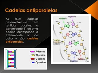Cadeias antiparalelasAs duas cadeias desenvolvem-se em sentidos opostos: à extremidade 3’ de uma cadeia corresponde a extremidade 5’ da outra – são cadeias antiparalelas.