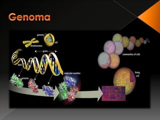  a pentose é a ribose em vez de desoxirribose;