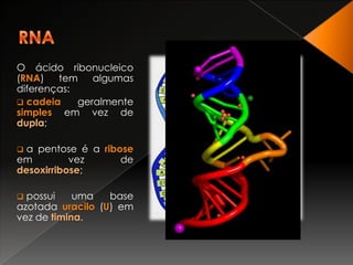  possui uma base azotada uracilo (U) em vez de timina.RNAEnquanto que o DNA se localiza principalmente no núcleo, o RNA forma-se no núcleo e migra para o citoplasma.