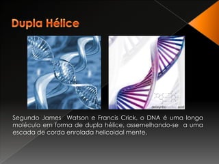 Dupla HéliceSegundo James  Watson e Francis Crick, o DNA é uma longa molécula em forma de dupla hélice, assemelhando-se  a uma escada de corda enrolada helicoidal mente. 