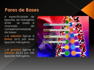 Pares de BasesA especificidade de ligações de hidrogénio entre  as bases é chamada de complementaridade  de bases: A adenina liga-se à timina (A-T) por duas ligações hidrogénio;