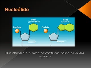  A guanina liga-se à citosina (G-C) por três ligações hidrogénio.Nucleótido O nucleotídeo é o bloco de construção básico de ácidos nucléicos