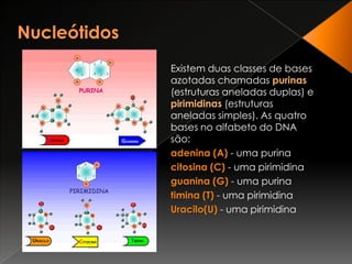 NucleótidosExistem duas classes de bases azotadas chamadas purinas (estruturas aneladas duplas) e pirimidinas (estruturas aneladas simples). As quatro bases no alfabeto do DNA são: adenina (A)- uma purina citosina (C) - uma pirimidina guanina (G)- uma purina timina (T)- uma pirimidinaUracilo(U) - uma pirimidina