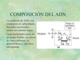 COMPOSICIÓN DEL ADN
La molécula de ADN está
compuesta de subunidades,
llamadas nucleótidos,
unidos en cadenas largas.
Cada nucleótido consta de
un grupo fosfato, un azúcar
de cinco carbonos, la
desoxirribosa y, una base
nitrogenada.
 