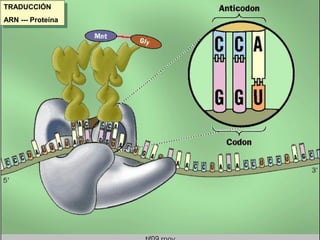 TRADUCCIÓN
ARN --- Proteína
TRADUCCIÓN
ARN --- Proteína
 