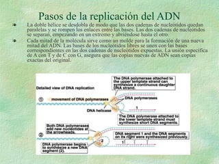 Pasos de la replicación del ADN La doble hélice se desdobla de modo que las dos cadenas de nucleótidos quedan paralelas y se rompen los enlaces entre las bases. Las dos cadenas de nucleótidos se separan, empezando en un extremo y abriéndose hasta el otro. Cada mitad de la molécula sirve como un molde para la formación de una nueva mitad del ADN. Las bases de los nucleótidos libres se unen con las bases correspondientes en las dos cadenas de nucleótidos expuestas. La unión específica de A con T y de C con G, asegura que las copias nuevas de ADN sean copias exactas del original.  