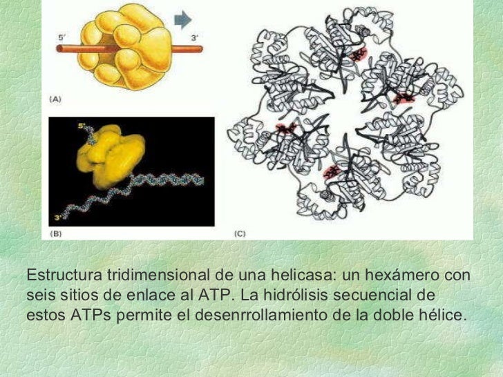 Estructura y Funcion del ADN