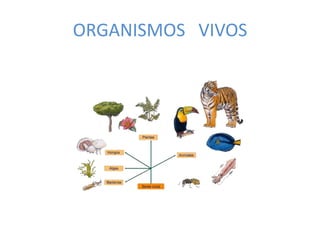 ORGANISMOS   VIVOS