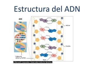 Estructura del ADN