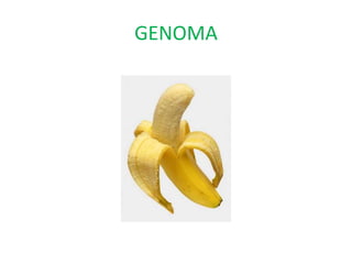 GENOMA
