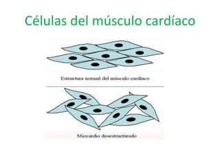 Células del músculo cardíaco