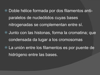 Doble hélice formada por dos filamentos anti-paralelos de nucleótidos cuyas bases nitrogenadas se complementan entre sí. Junto con las histonas, forma la cromatina; que condensada da lugar a los cromosomas La unión entre los filamentos es por puente de hidrógeno entre las bases. 