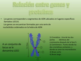 Relación entre genes y proteínas Los genes corresponden a segmentos de ADN ubicados en lugares específicos llamados LOCUS. Los genes se encuentran formados por una serie de nucleótidos ordenados en la hebra de ADN 1) Cromática : Una de las dos partes         idénticas del cromosoma después de la fase S.2) Centrómero : Punto donde las dos cromáticas contactan, y donde se unen los microtúbulos.3) Brazo corto4) Brazo largo. A un conjunto de locus se le denomina LOCI 