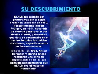 SU DESCUBRIMIENTO El ADN fue aislado por primera vez por el suizo Frederick Miescher en 1869. Posteriormente Robert Feulgen, en 1914, describió un método para revelar por tinción el ADN, y descubrió que éste se encontraba en el núcleo de todas las células eucariotas, específicamente en los cromosomas. Más tarde, en 1952, Alfred Herschey y Martha Chase realizaron una serie de experimentos con los que consiguieron demostrar que el ADN era el material hereditario.  
