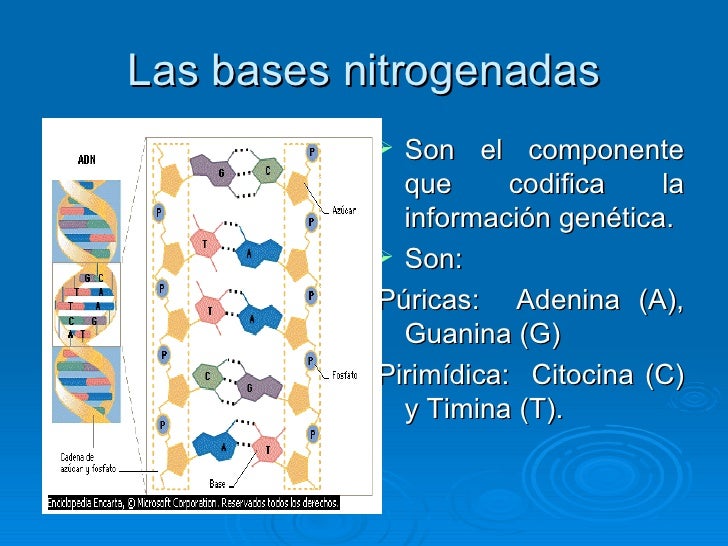 Adn