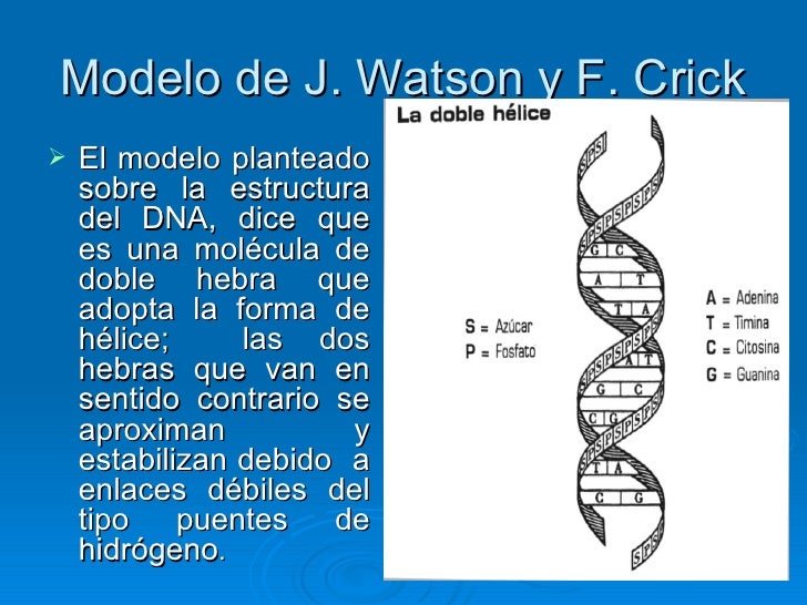 Comment Avoir Adn Avec Le Pass Culture Modelo Del Adn Propuesto Por Watson Y Crick - Noticias Modelo