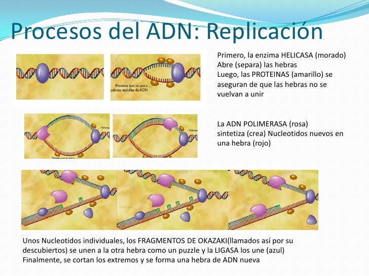 MATERIAL GENETICO ADN ARN PROCESOS ENZIMAS